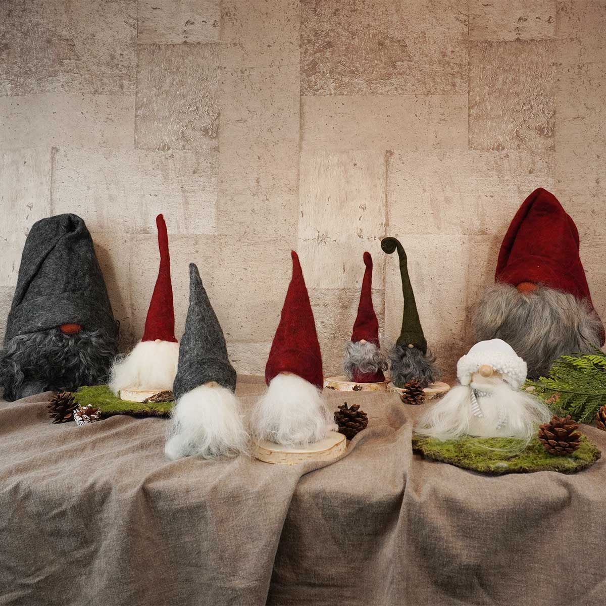 Asas Tomtebod オーサトムテボッド ノーム ( Sigge / グレーゴットランドシープ )