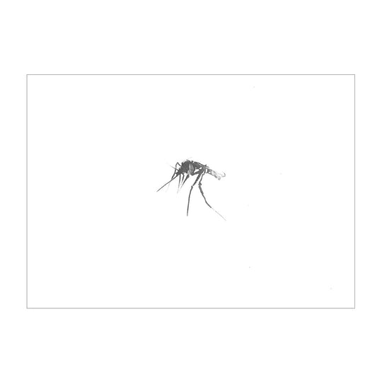 Teemu Jarvi テーム・ヤルヴィ ポストカード A6 ( Mosquito / 蚊 )