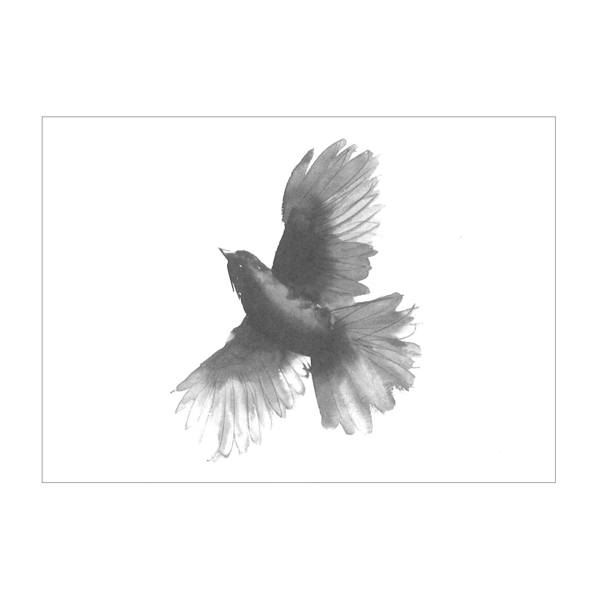 Teemu Jarvi テーム・ヤルヴィ ポストカード A6 ( Siberian Jay / アカオカケス )